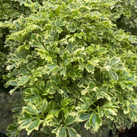 Aralia Ming Gold 6”