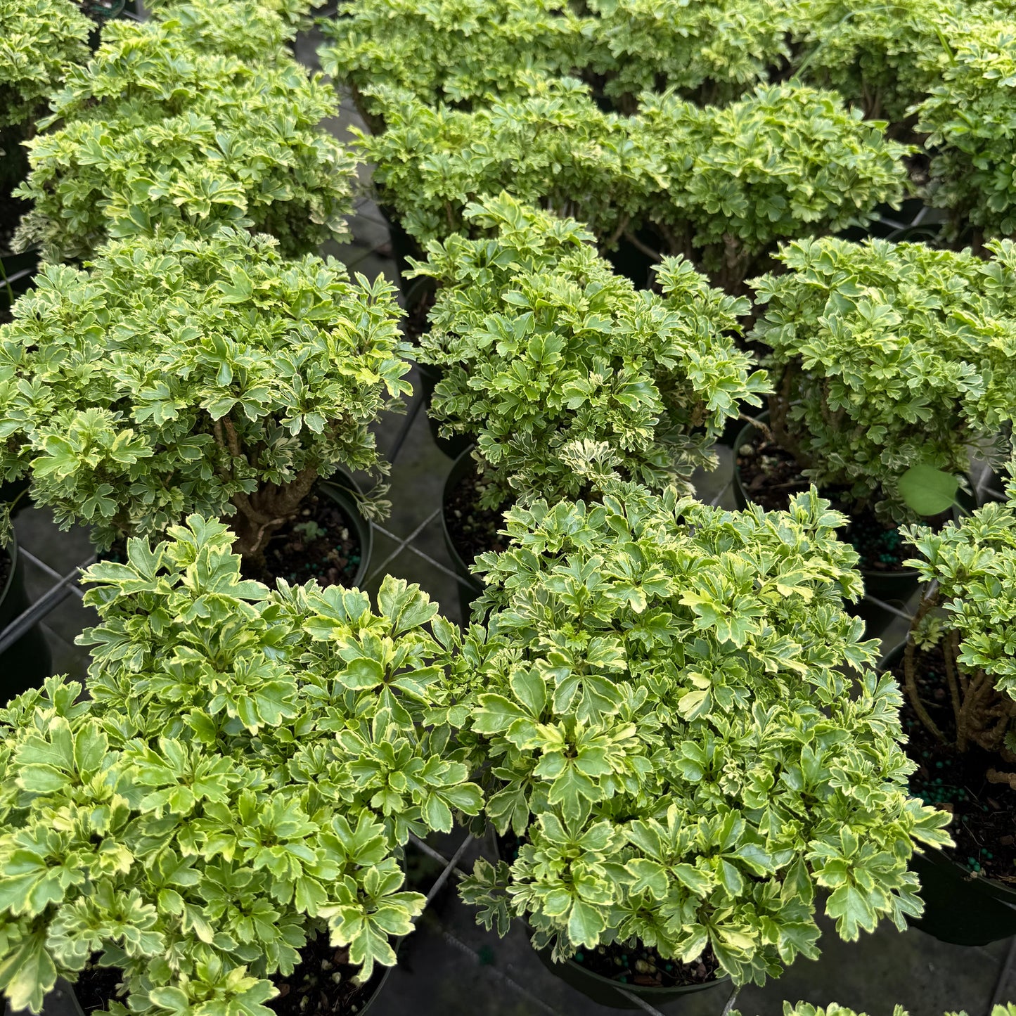 Aralia Ming Gold 6”