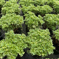 Aralia Ming Gold 6”