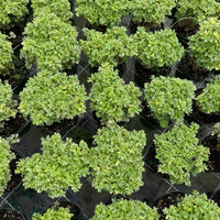 Aralia Ming Gold 6”