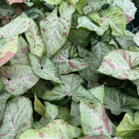 Syngonium Confetti 6”