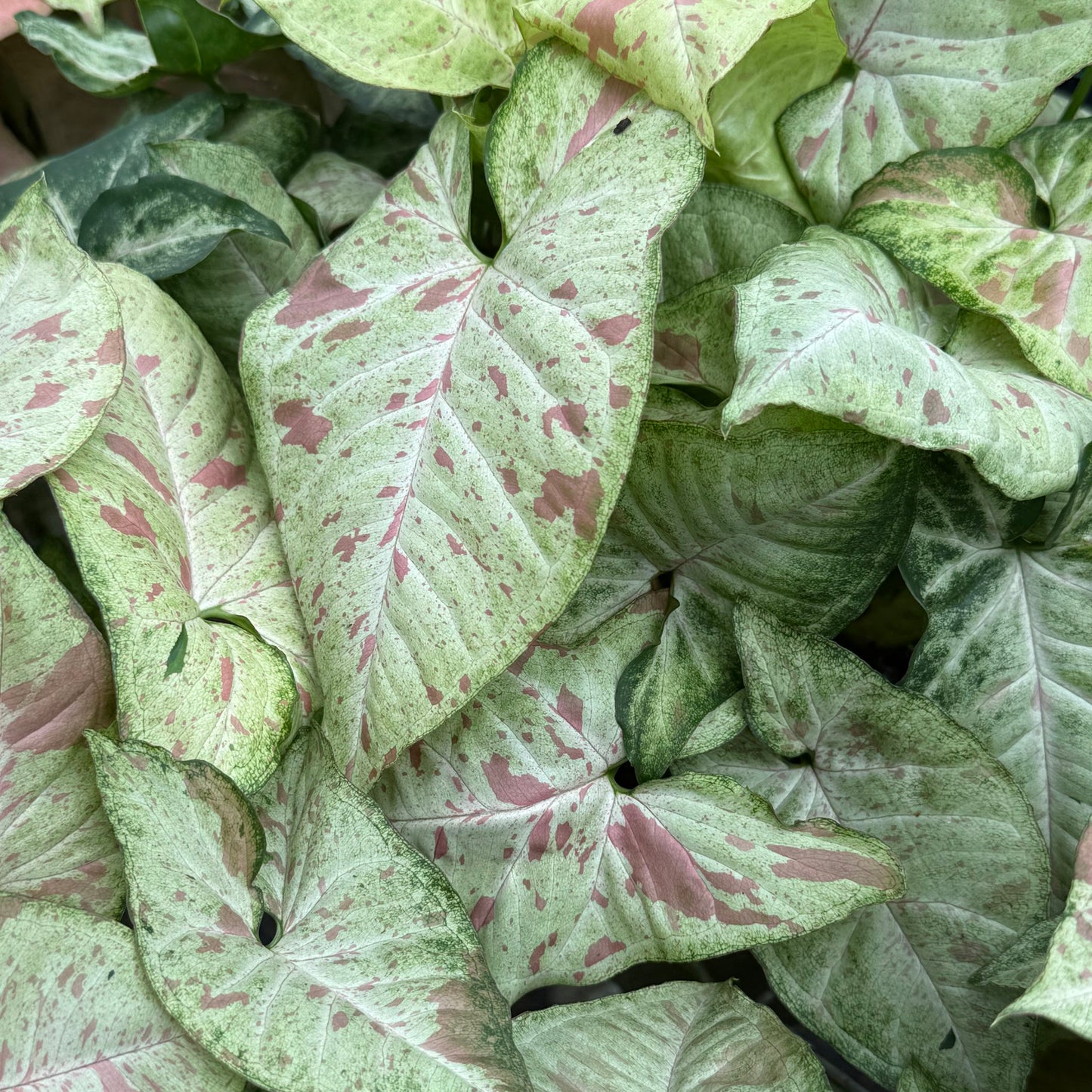 Syngonium Confetti 6”