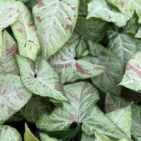 Syngonium Confetti 6”