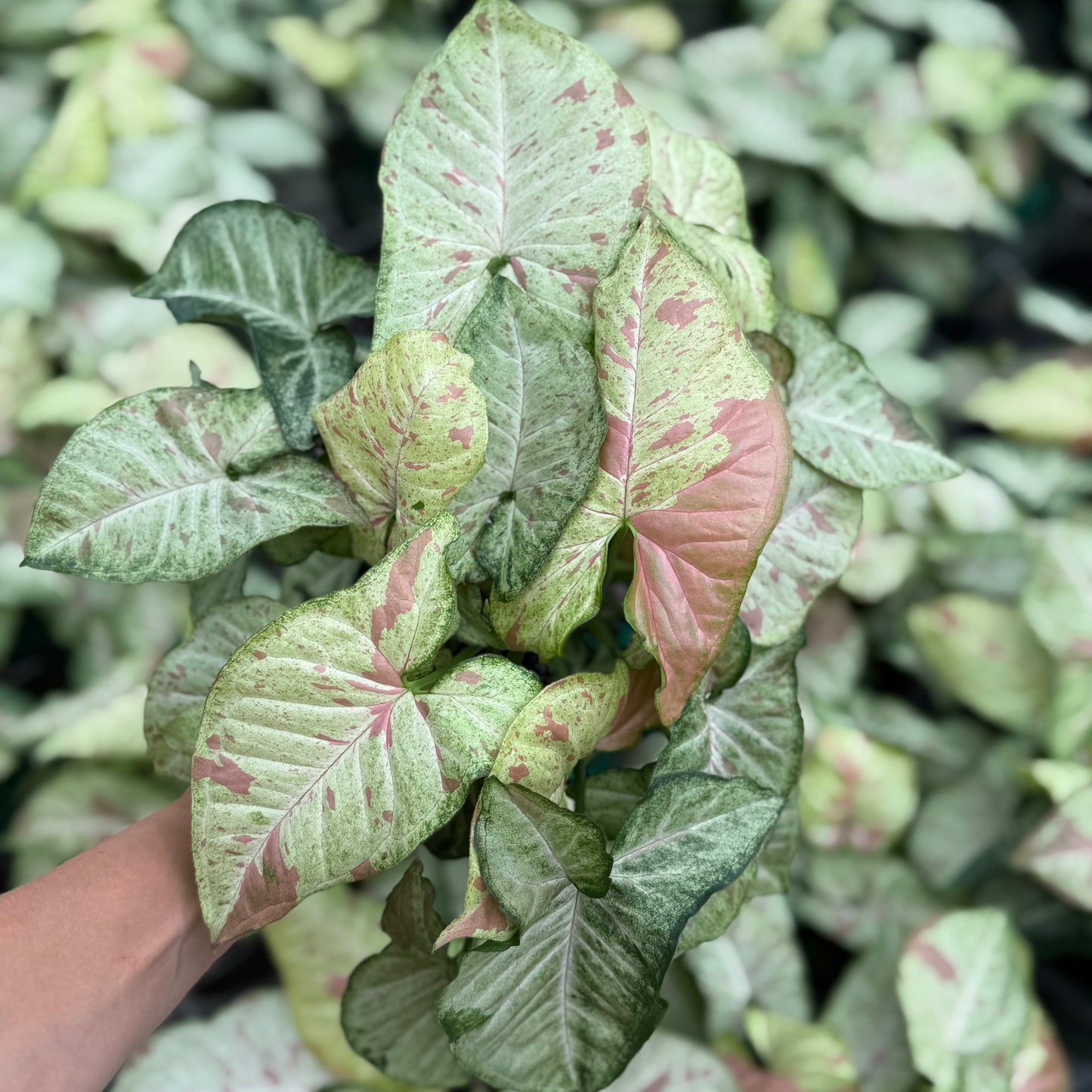 Syngonium Confetti 6”