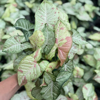 Syngonium Confetti 6”