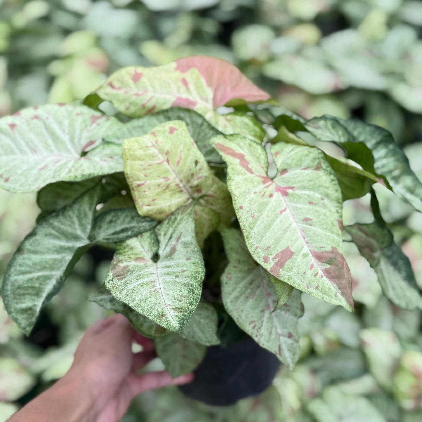 Syngonium Confetti 6”