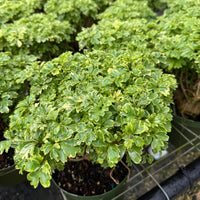 Aralia Ming Gold 6”
