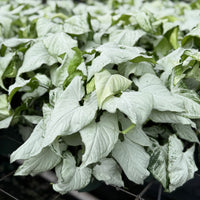 Syngonium White Butterfly 6”