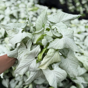 Syngonium White Butterfly 6”