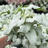 Syngonium White Butterfly 6”