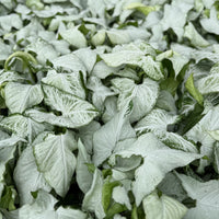 Syngonium White Butterfly 6”