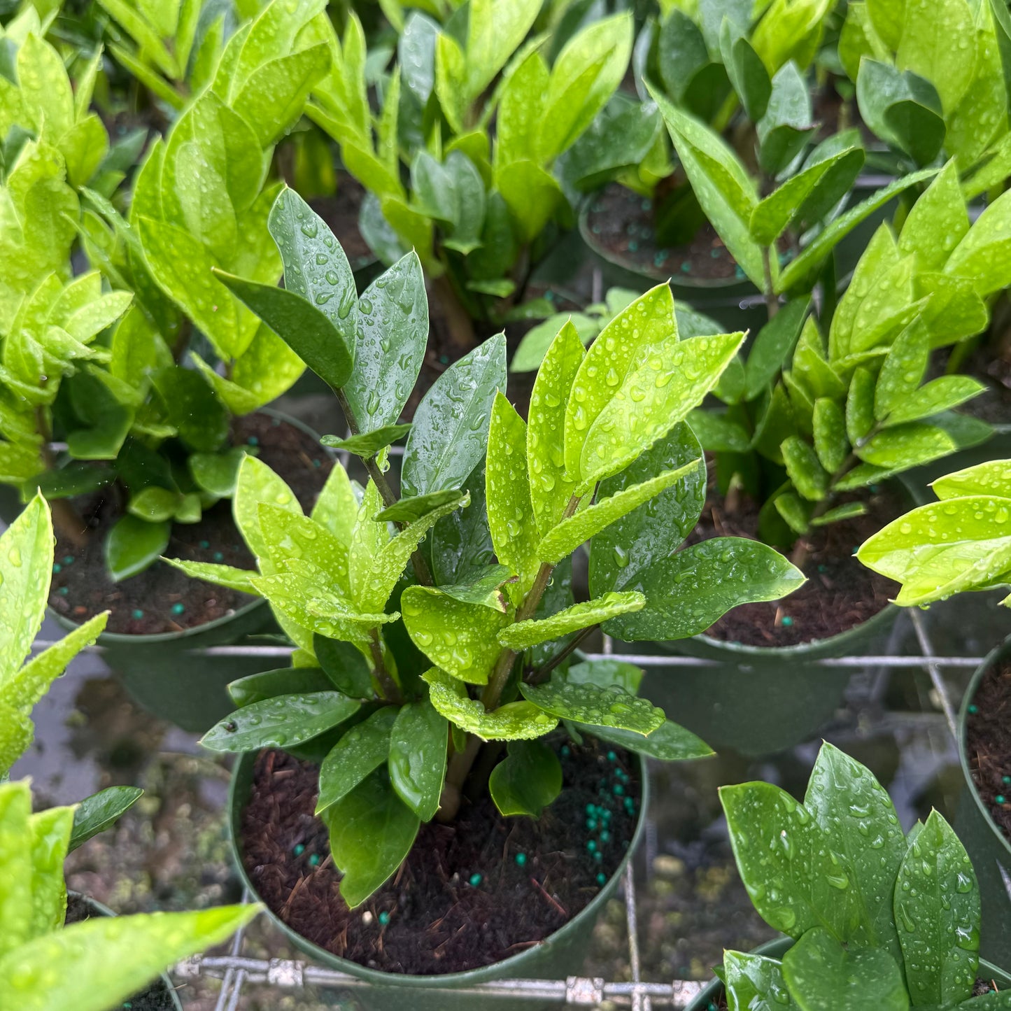 ZZ Plant (Zamioculcas) 6”