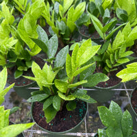 ZZ Plant (Zamioculcas) 6”