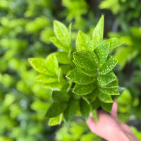 ZZ Plant (Zamioculcas) 6”
