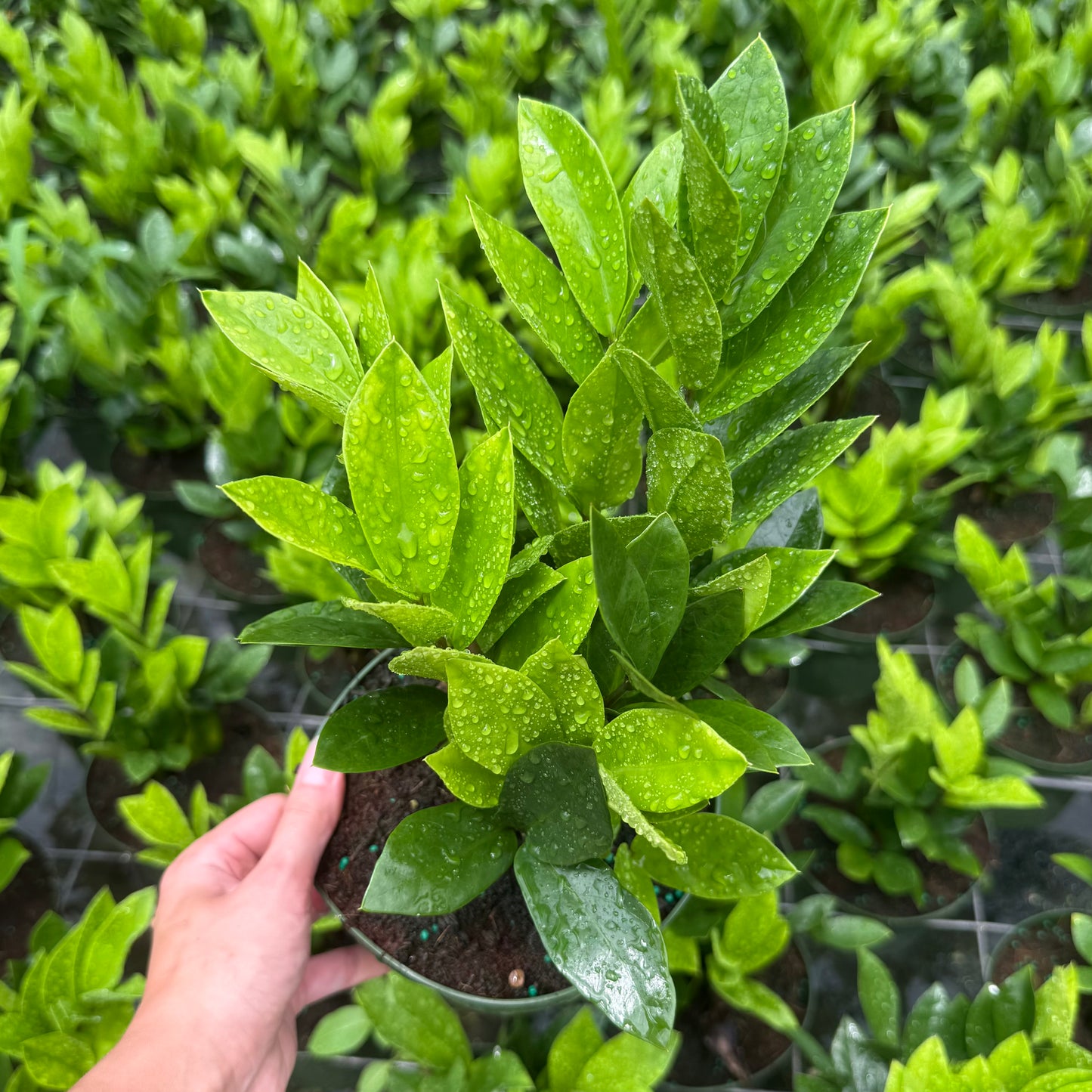 ZZ Plant (Zamioculcas) 6”