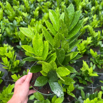 ZZ Plant (Zamioculcas) 6”