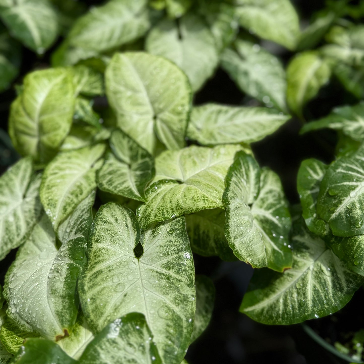Syngonium Holly M. 6”