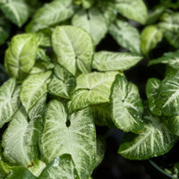 Syngonium Holly M. 6”