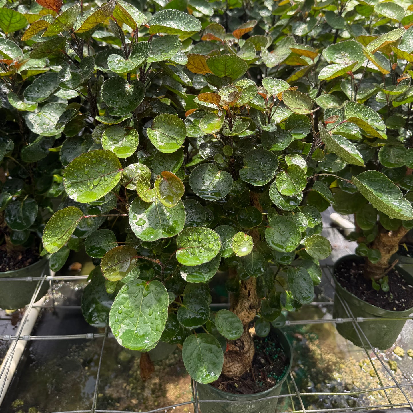 Aralia Fabian Stump 6”