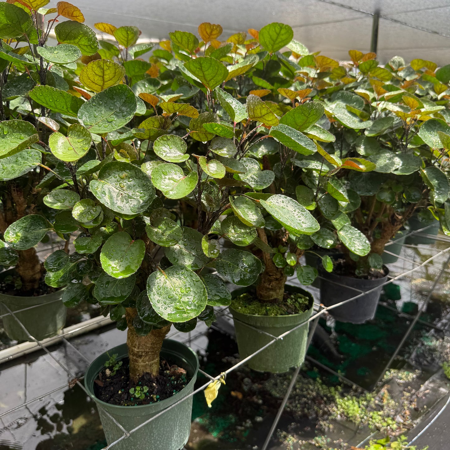 Aralia Fabian Stump 6”