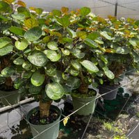 Aralia Fabian Stump 6”