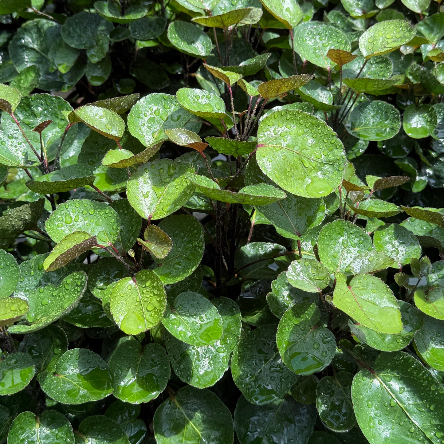 Aralia Fabian Stump 6”