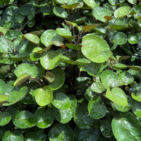 Aralia Fabian Stump 6”