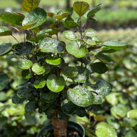 Aralia Fabian Stump 6”