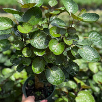 Aralia Fabian Stump 6”