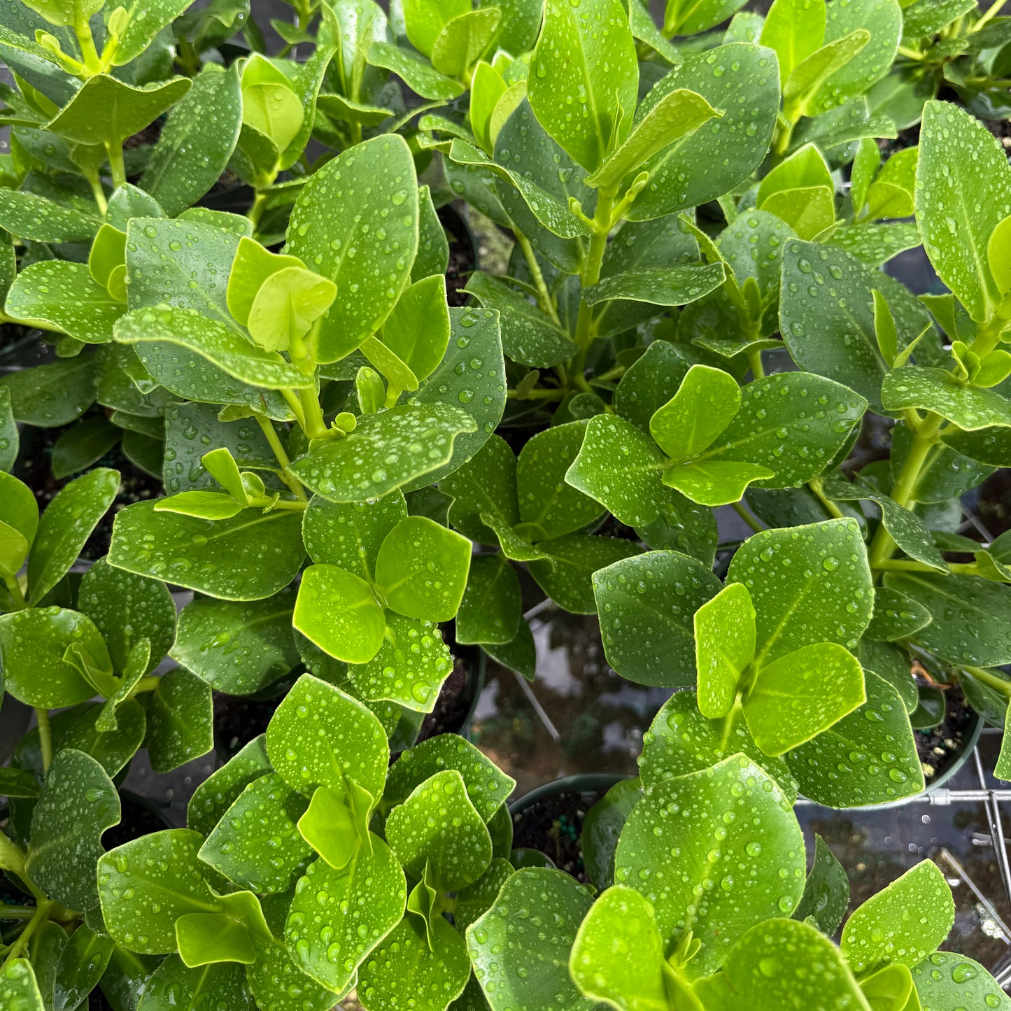 Clusia Rosea ‘Princess’ 6”