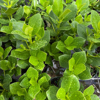 Clusia Rosea ‘Princess’ 6”