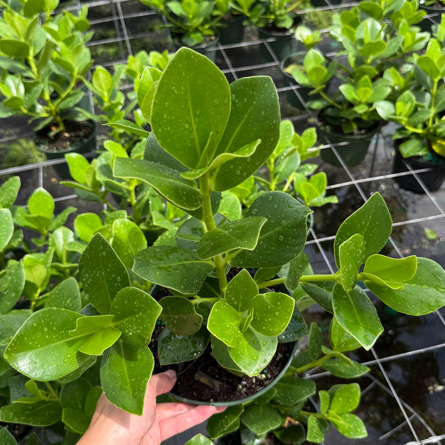 Clusia Rosea ‘Princess’ 6”