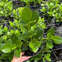 Clusia Rosea ‘Princess’ 6”