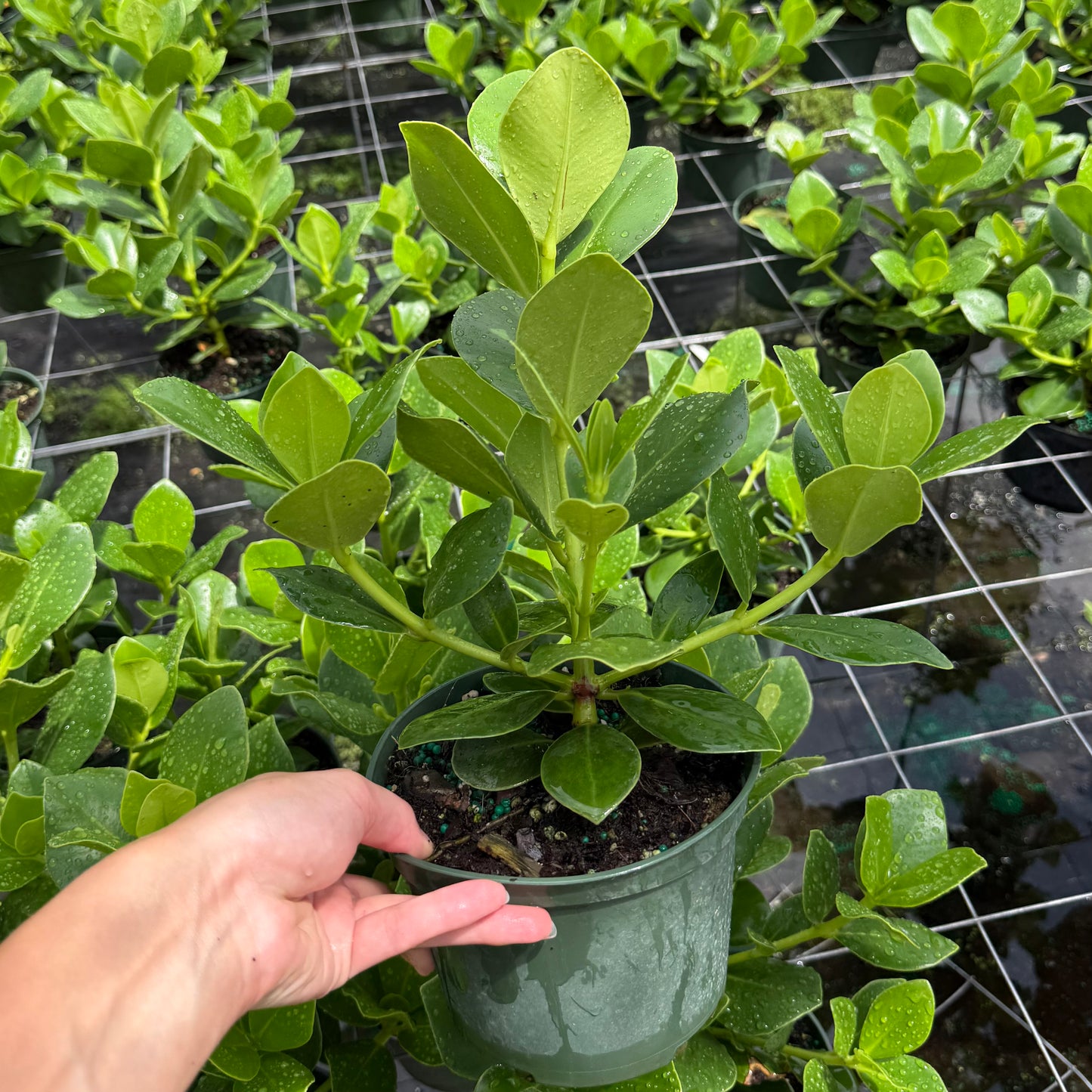 Clusia Rosea ‘Princess’ 6”