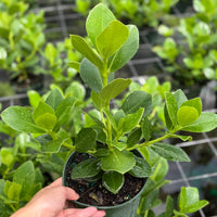 Clusia Rosea ‘Princess’ 6”