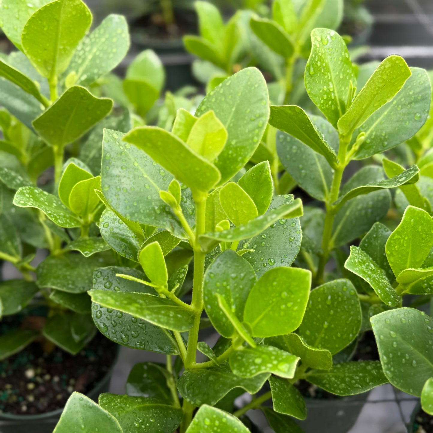 Clusia Rosea ‘Princess’ 6”