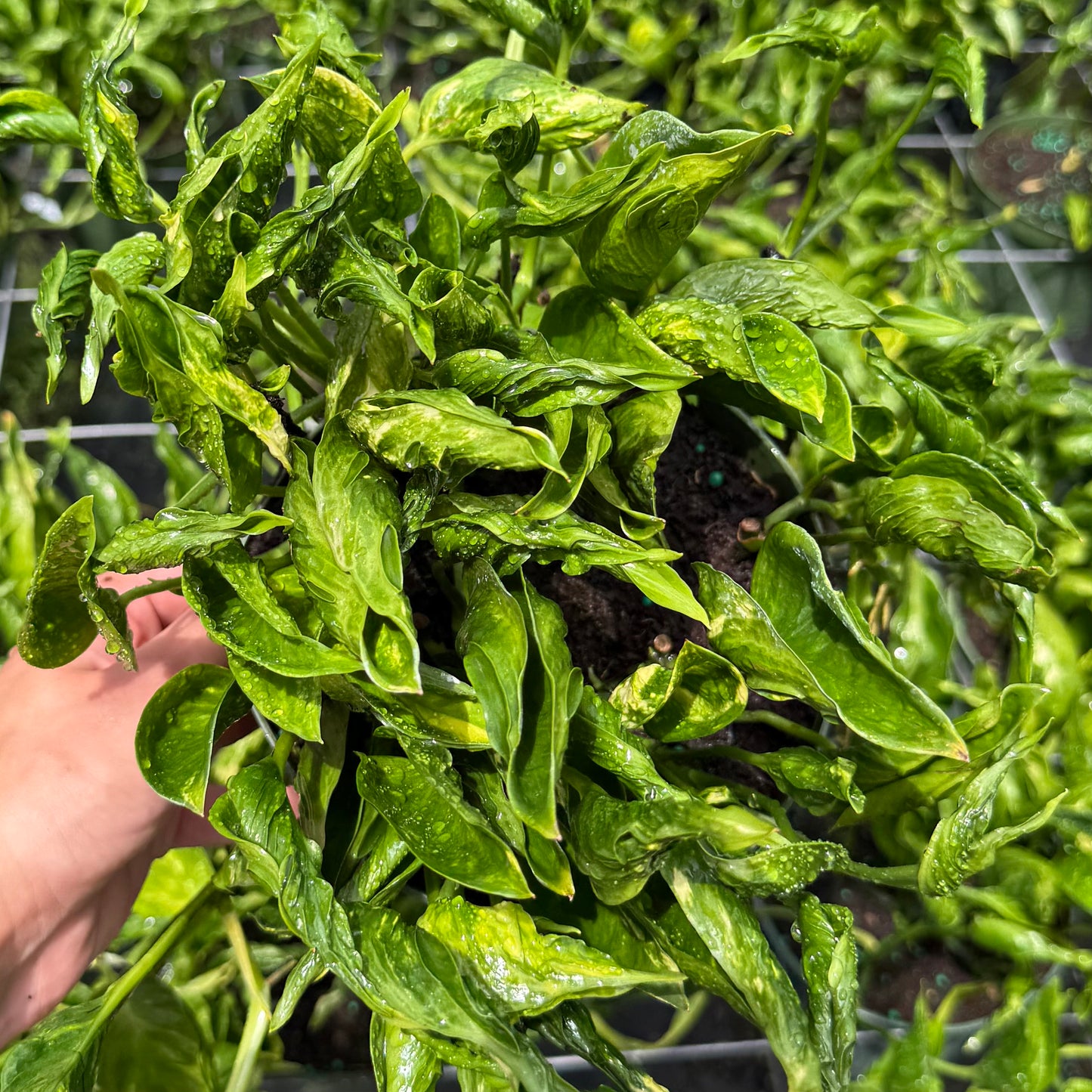 Epipremnum Shangri-La 6”