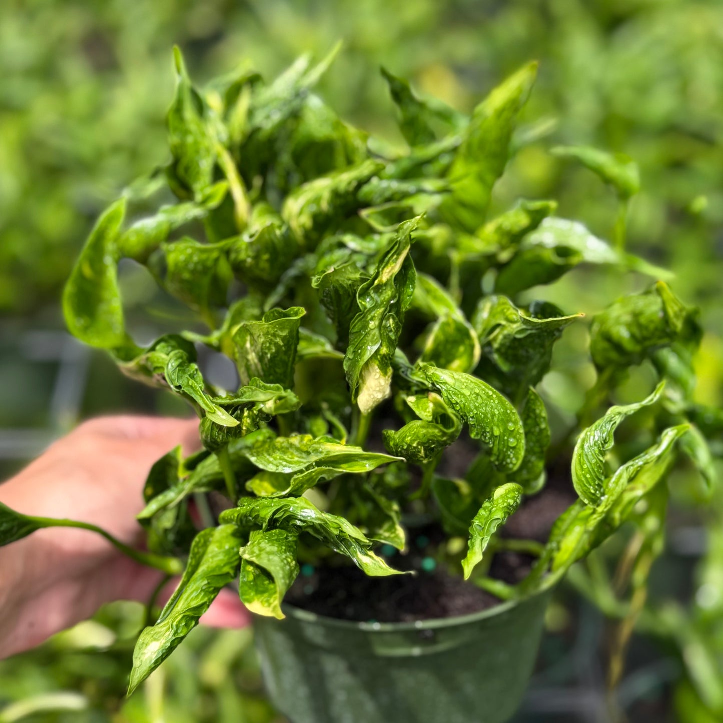 Epipremnum Shangri-La 6”