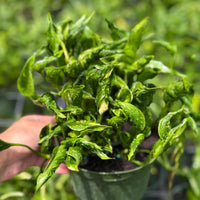 Epipremnum Shangri-La 6”