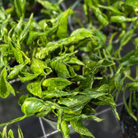 Epipremnum Shangri-La 6”