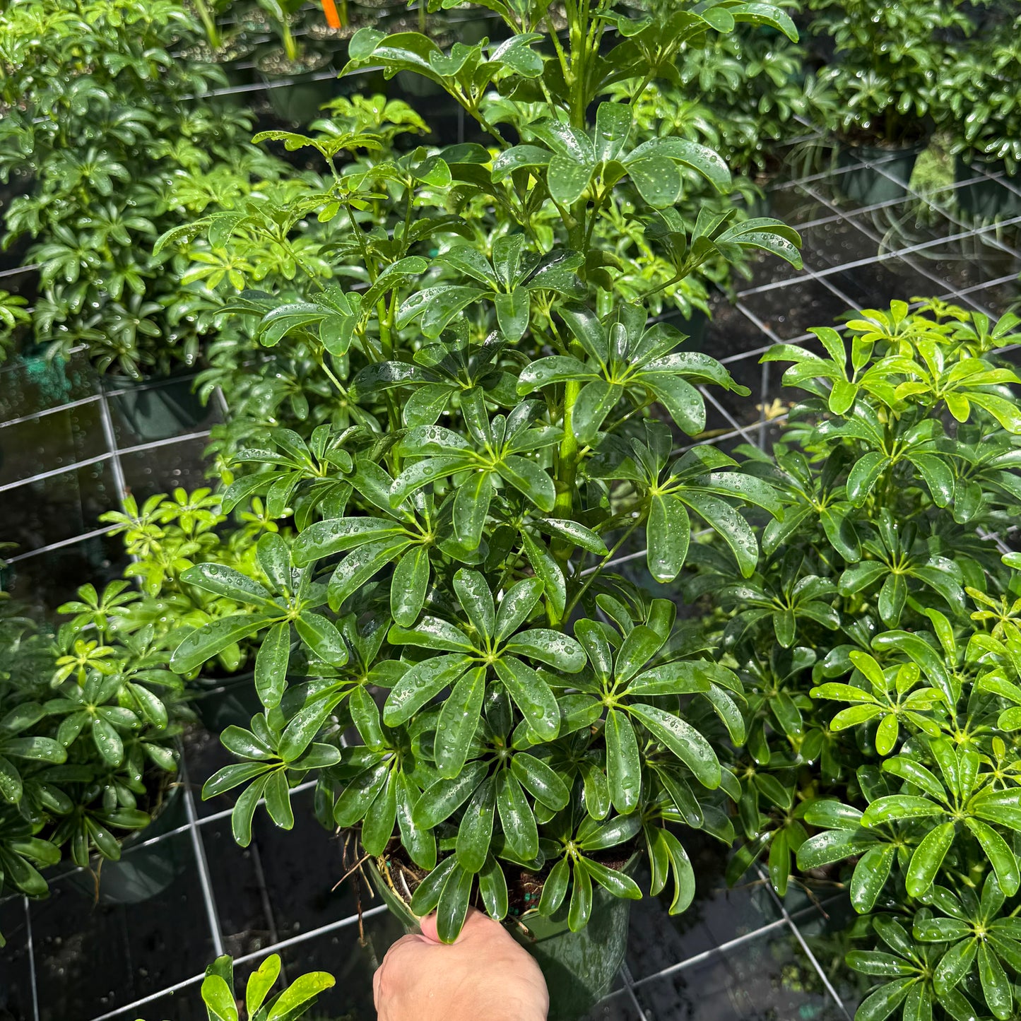 Schefflera Arboricola Mini 6”