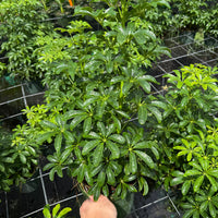 Schefflera Arboricola Mini 6”