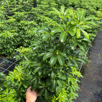 Schefflera Arboricola Mini 6”