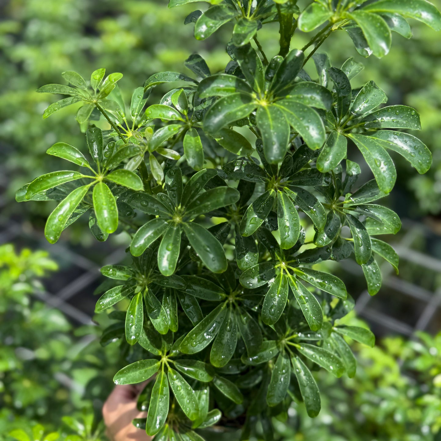 Schefflera Arboricola Mini 6”