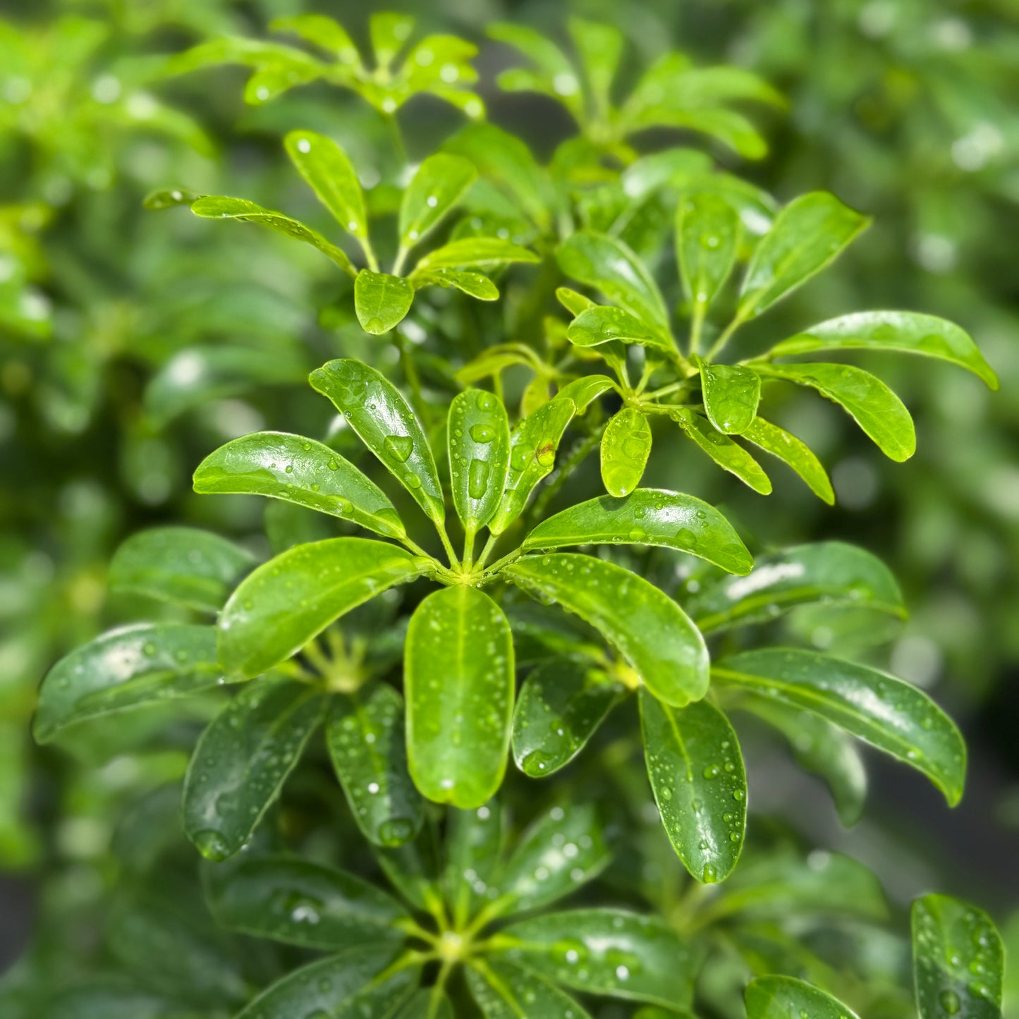 schefflera arboricola mini green Schefflera Arboricola Mini – My Mega Garden