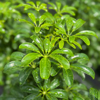 Schefflera Arboricola Mini 6”