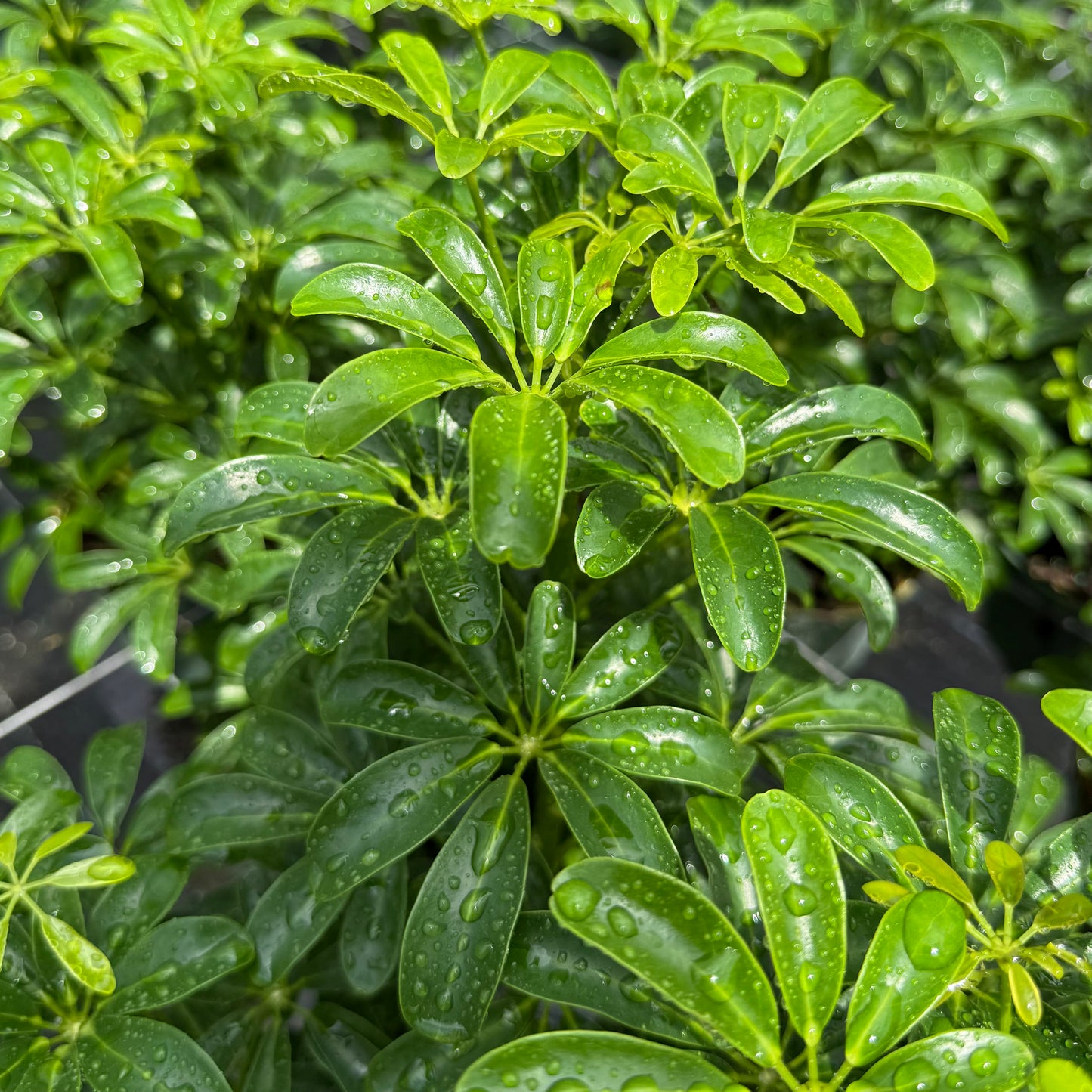 Schefflera Arboricola Mini 6”