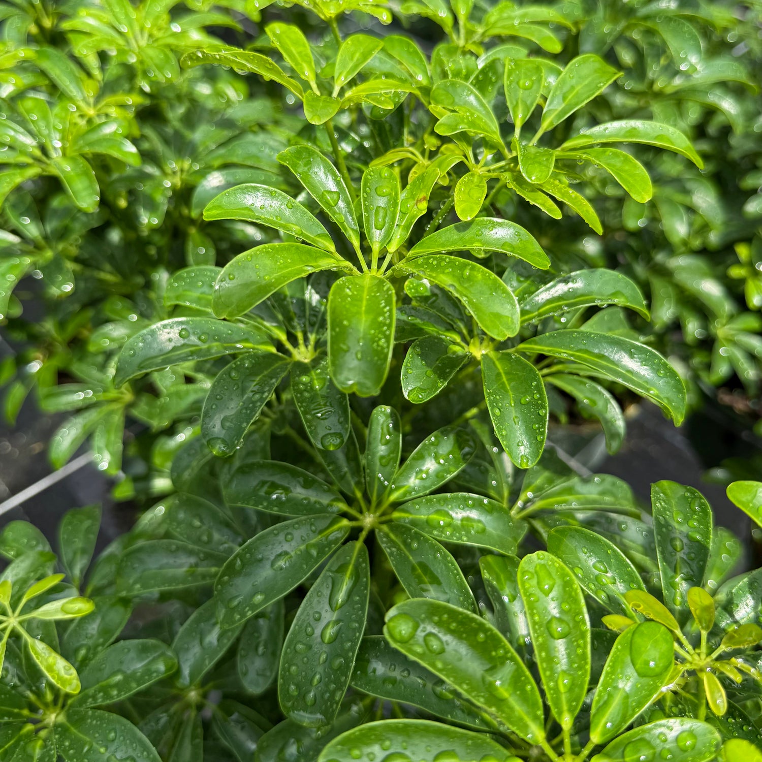schefflera arboricola soil mix Schefflera Arboricola Mini – My Mega Garden