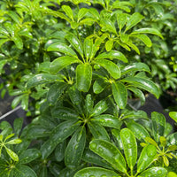 Schefflera Arboricola Mini 6”