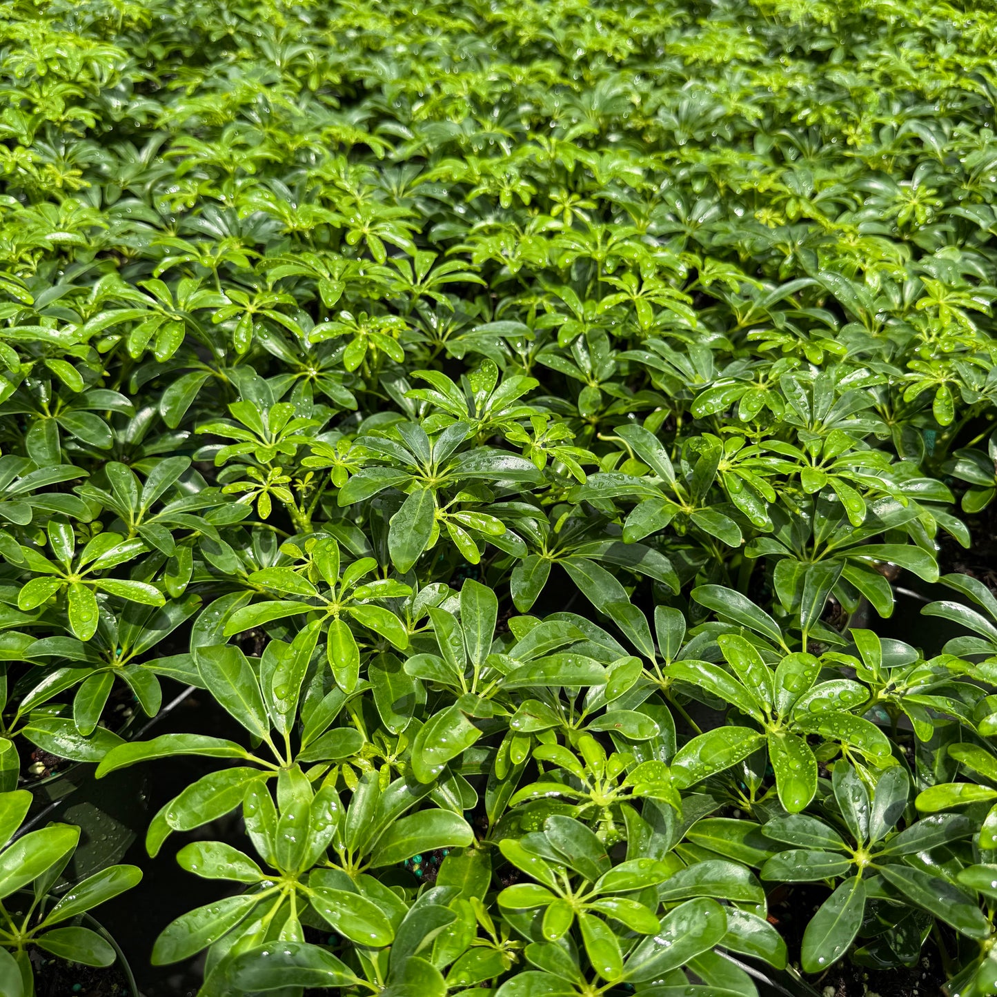 Schefflera Arboricola Mini 6”